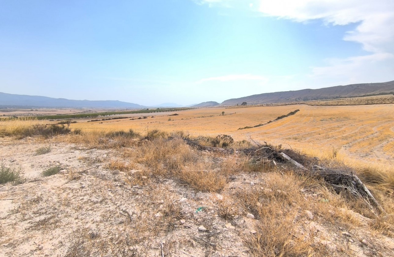 Reventa - Country house - Jumilla - Inland