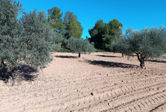 Reventa - Country house - Yecla - Inland